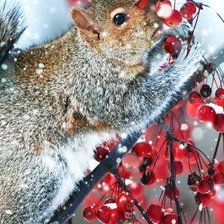 Схема вышивки «белочка1»