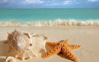 ракушки - природа, морское - оригинал