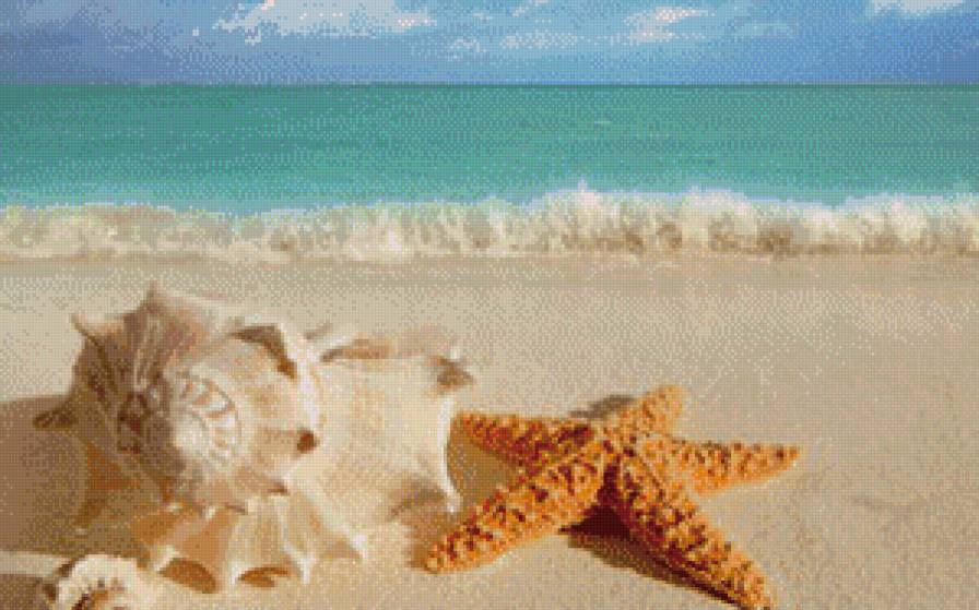 ракушки - морское, природа - предпросмотр