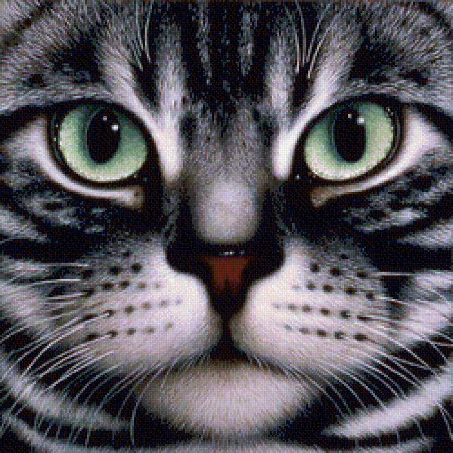 кот - предпросмотр