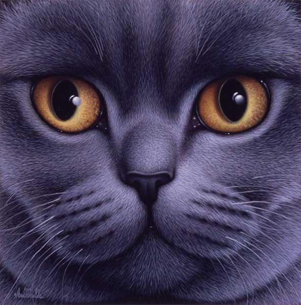 кот - оригинал