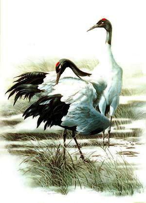 пано с журавлями - пано, природа, птицы, пейзаж - оригинал