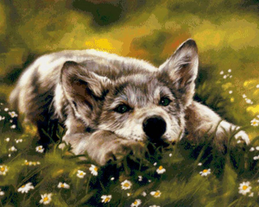 №670862 - животные, хищники, волки - предпросмотр