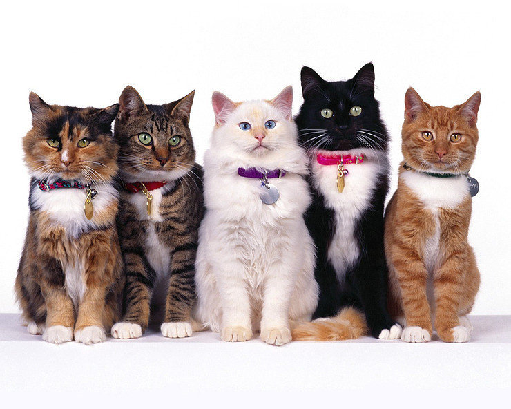 Команда - животные, коты, кот - оригинал
