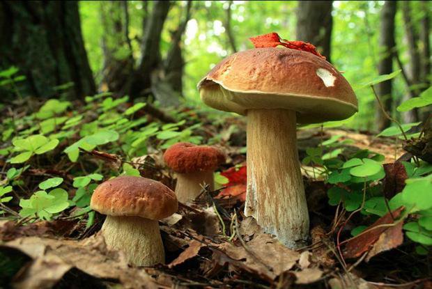 дружная семейка - гриб, грибы, лес, природа, кухня - оригинал