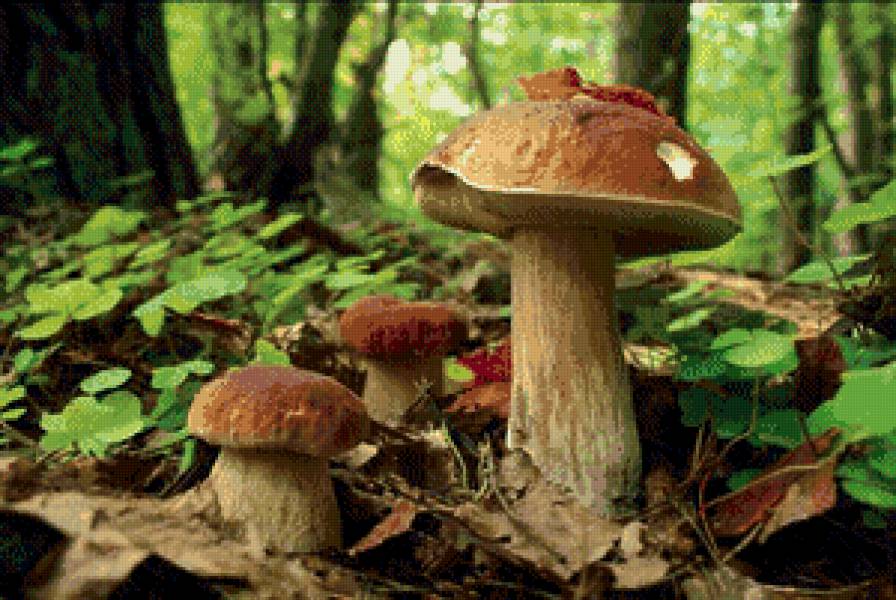 дружная семейка - грибы, кухня, природа, гриб, лес - предпросмотр