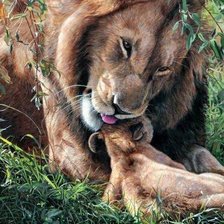 Заботливый лев
