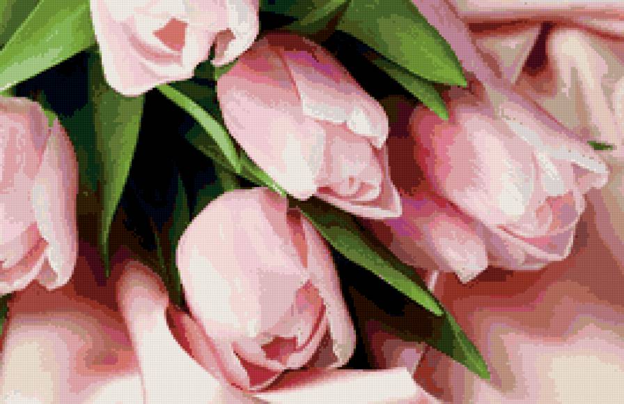 тюльпаны - цветы, пано, природа - предпросмотр