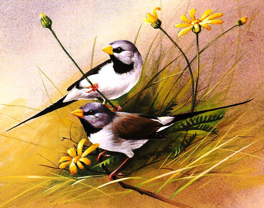 пано птицы - природа, птицы, цветы, пано - оригинал