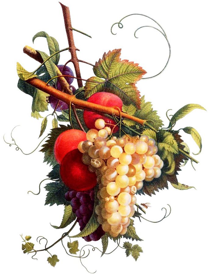 пано виноград - натюрморт, пано, виноград, ягоды, листья, фрукты - оригинал