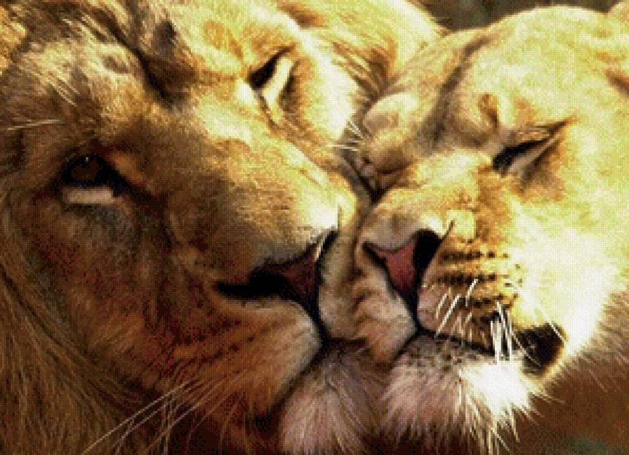 Нежность - львы - предпросмотр