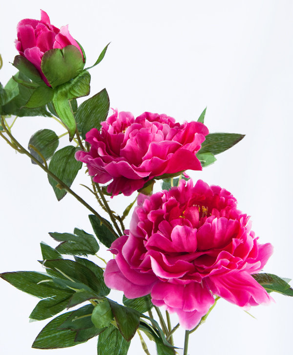 пионы - цветы - оригинал