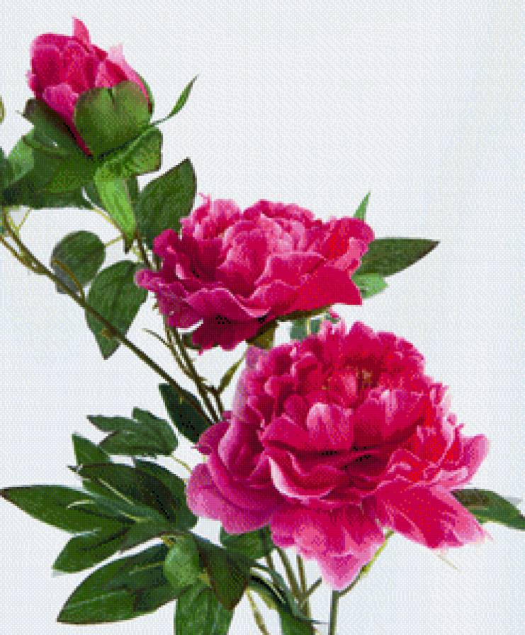 пионы - цветы - предпросмотр