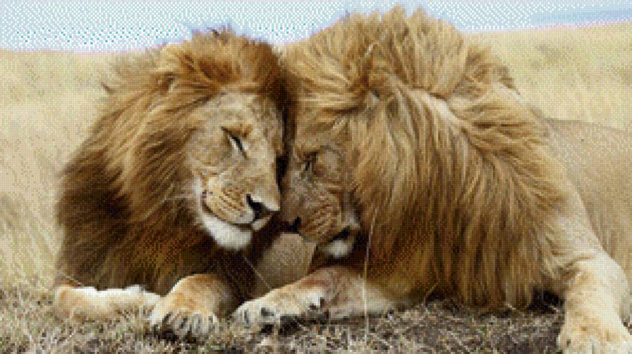 Нежность - львы - предпросмотр