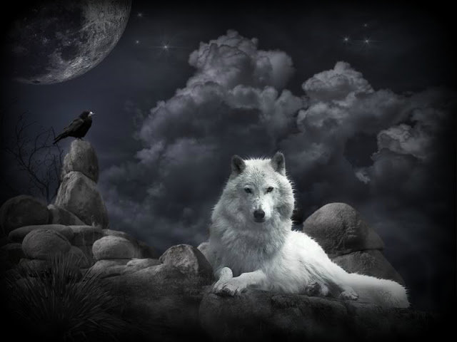 белый волк - волки - оригинал
