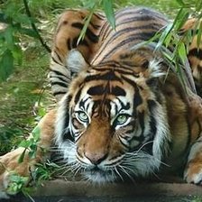 тигрр