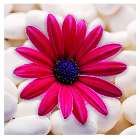 Цветок - цветы - оригинал