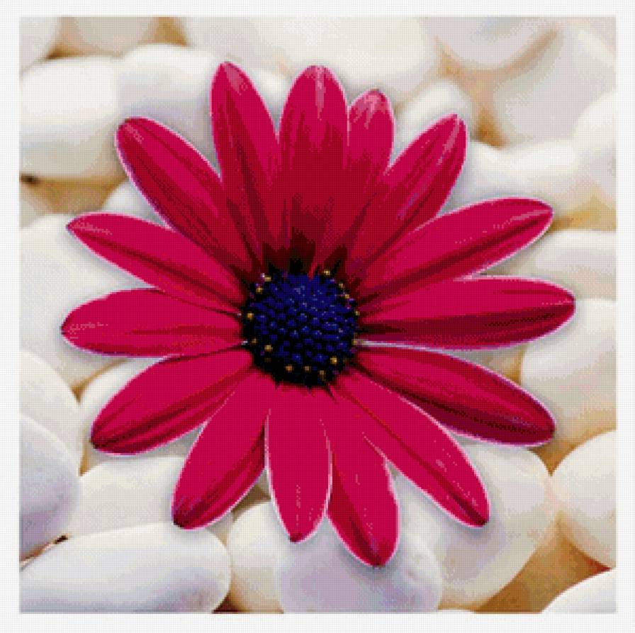 Цветок - цветы - предпросмотр