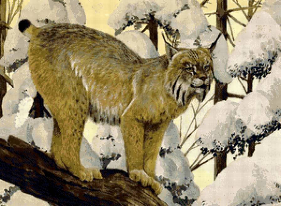 рысь - кошки, снег, природа, животные, хищники, рысь - предпросмотр