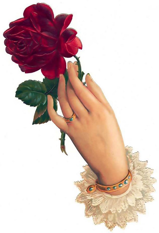 пано - цветы, картина, роза, пано - оригинал