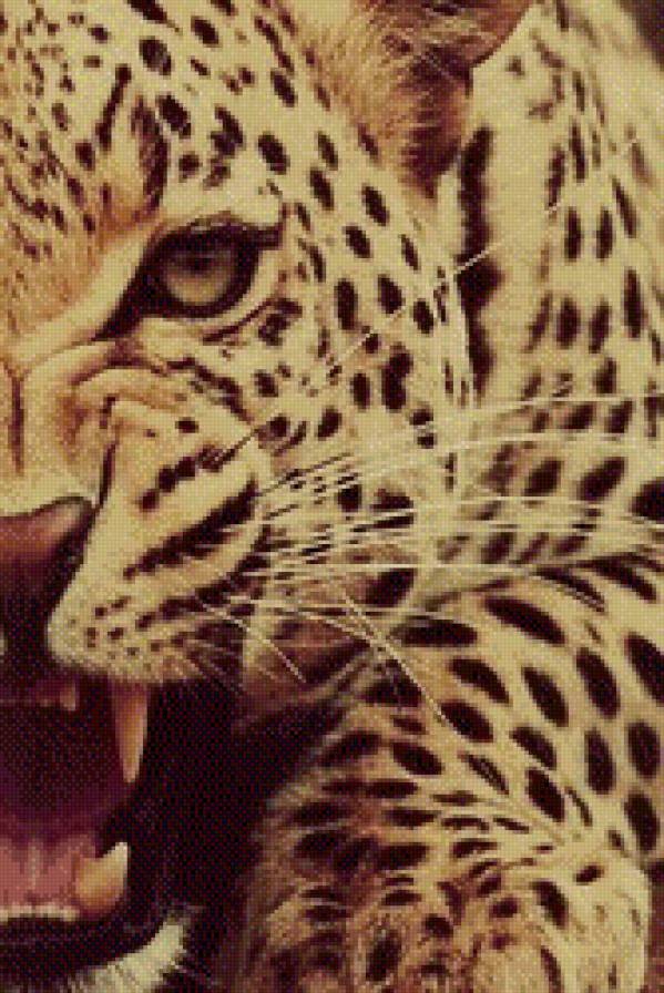 Леопард - животные, леопард - предпросмотр