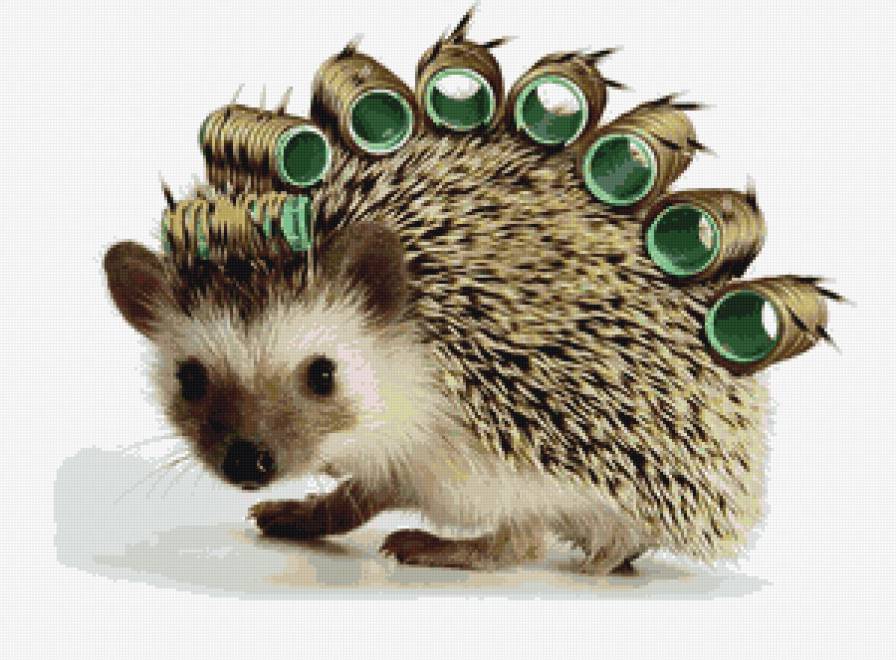 №671792 - ежик - предпросмотр