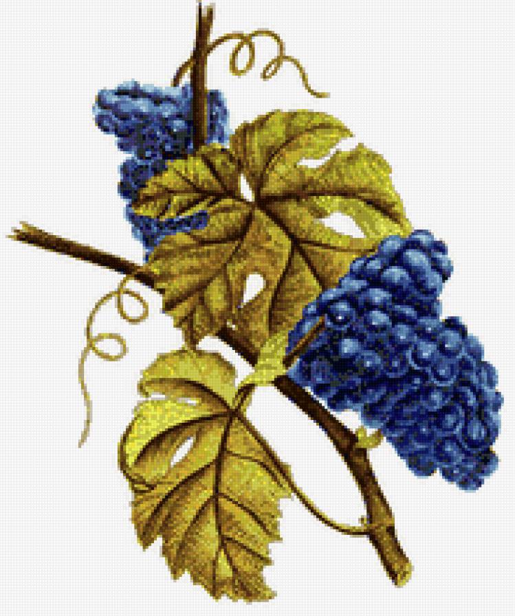 пано виноградная лоза - виноград, листья, пано - предпросмотр