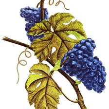 Оригинал схемы вышивки «пано виноградная лоза» (№671839)
