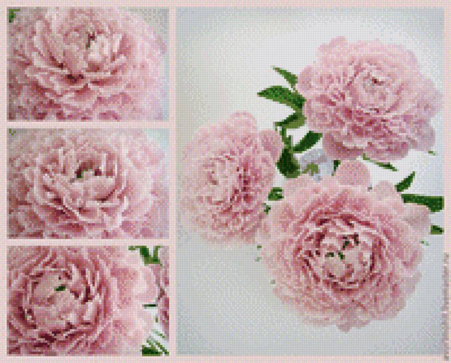 Пионы - предпросмотр