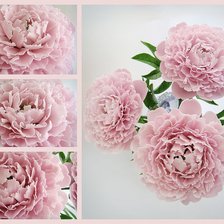 Схема вышивки «Пионы»