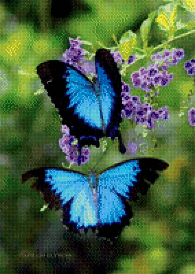 бабочки - бабочки - предпросмотр