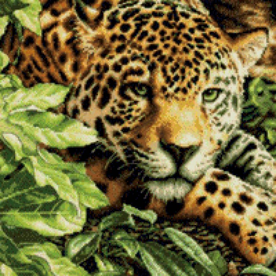 Лео - хищник, леопард, кошки - предпросмотр