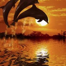 Дельфины на фоне заката