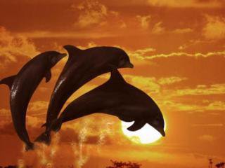 Дельфины на фоне заката ч.1 - закат, море, дельфины - оригинал