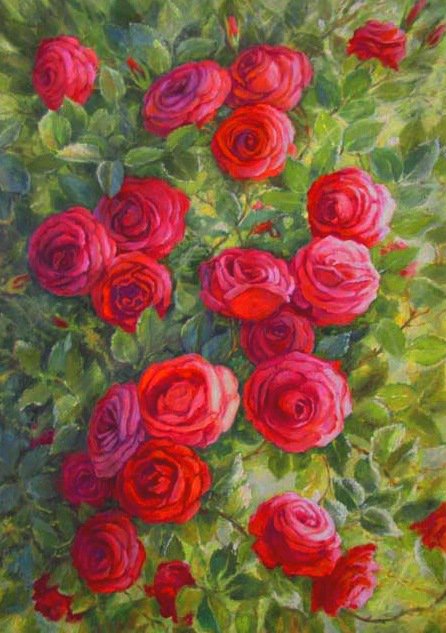 розы - пано, цветы, розы - оригинал