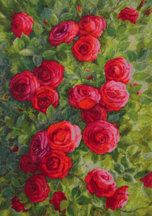 розы - пано, цветы, розы - предпросмотр