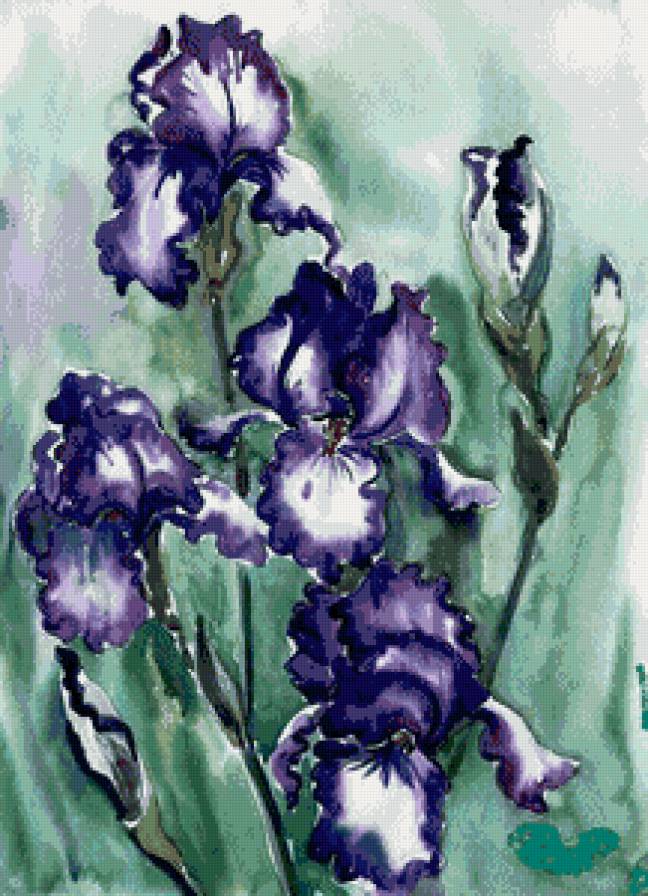 пано и рисы - картина, ирисы, цветы, природа, пано - предпросмотр