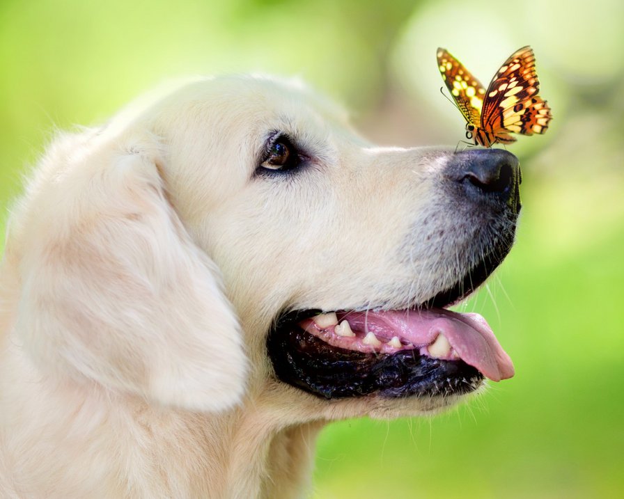 Бабочка - бабочка, животные, собака - оригинал