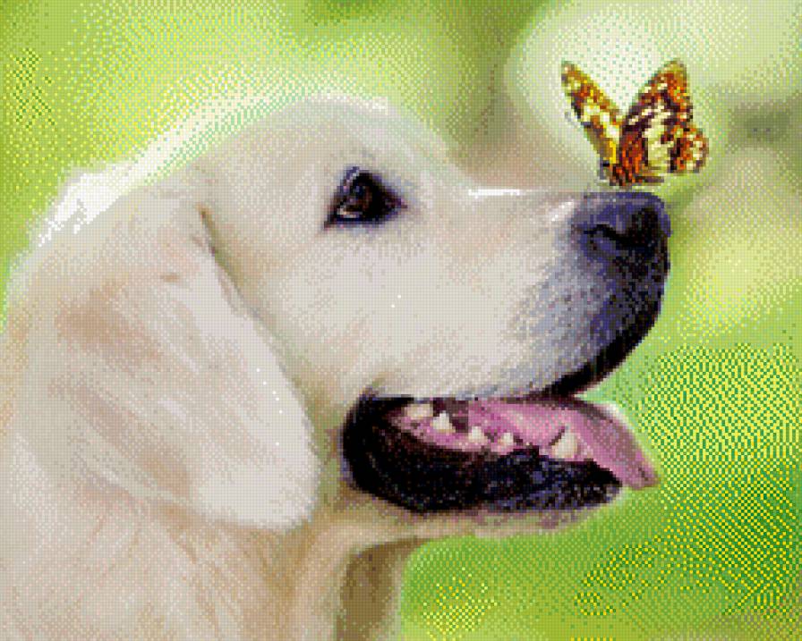 Бабочка - бабочка, собака, животные - предпросмотр