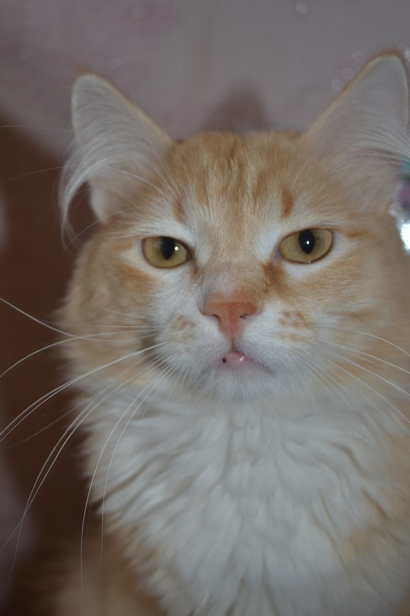 Яша - кот, животные - оригинал