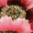Предпросмотр схемы вышивки «розовые маки» (№672818)