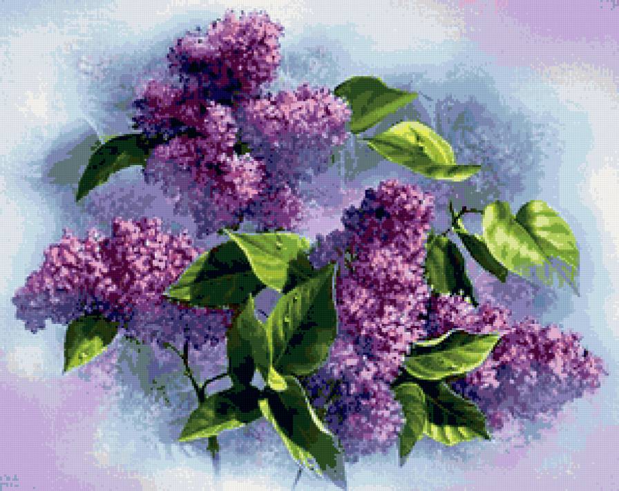 букет сирени - красота, природа, цветы - предпросмотр