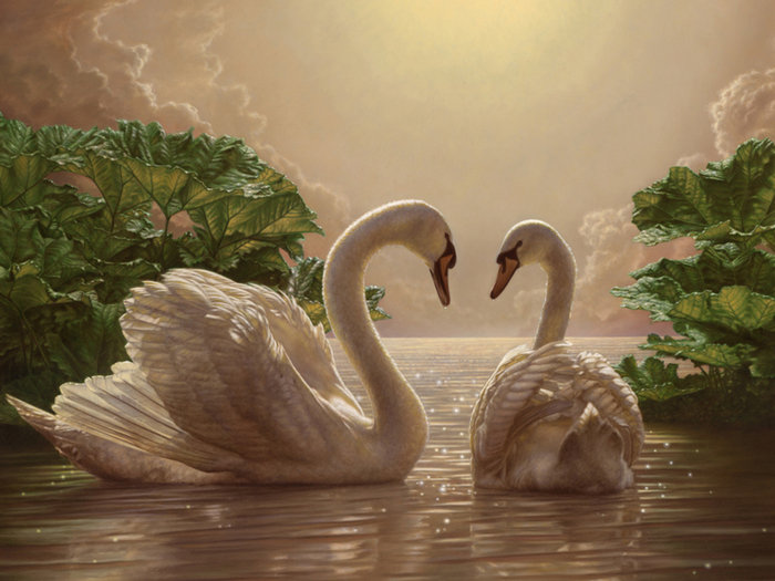 Лебединая пара - лебеди, свет, вода - оригинал