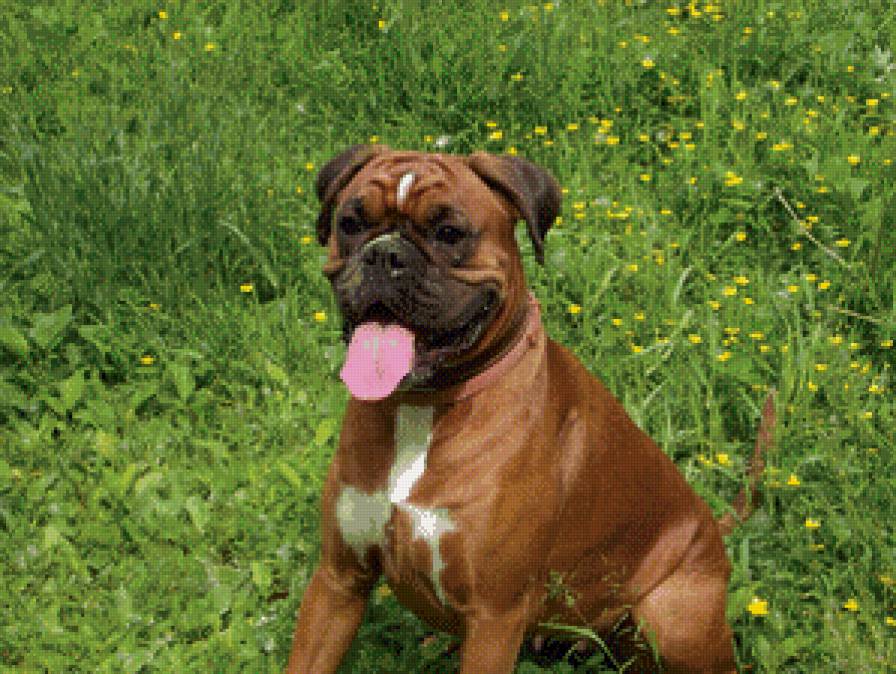 Моя собака 2 - предпросмотр