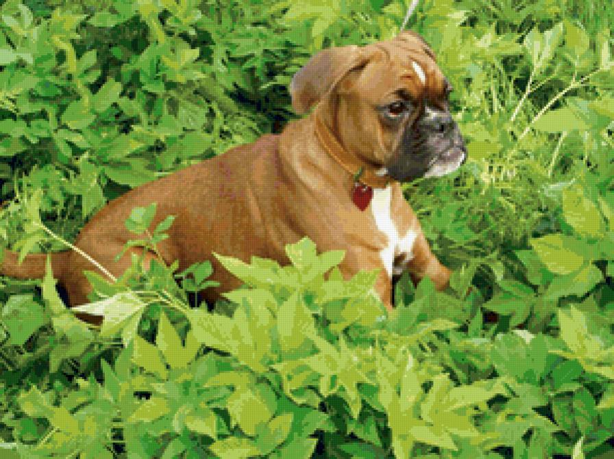 Маленькая собачка - предпросмотр