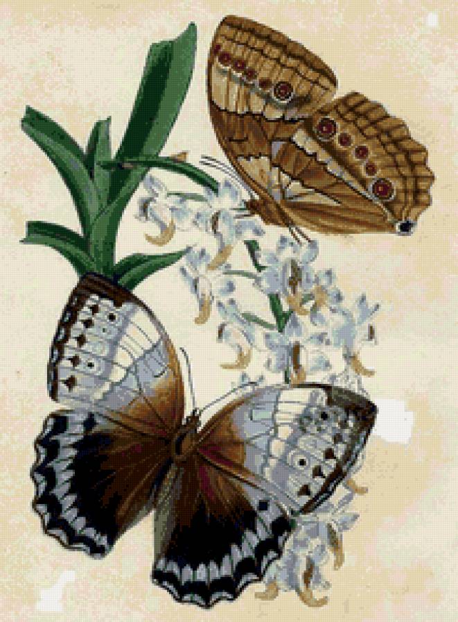 пано бабочки - цветы, пано, природа, бабочки - предпросмотр