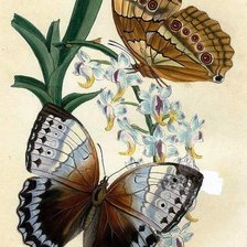 Оригинал схемы вышивки «пано бабочки» (№673576)