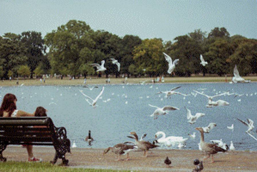 Парк - природа, парк, речка, гуси, корм, мир - предпросмотр