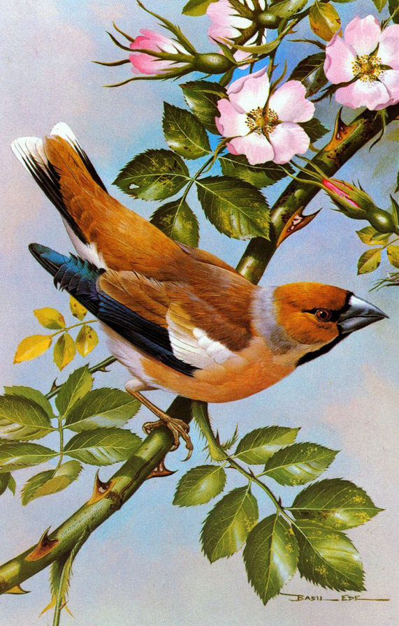 Пернатые - птицы - оригинал