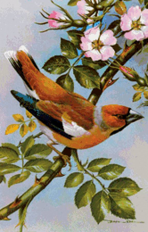 Пернатые - птицы - предпросмотр